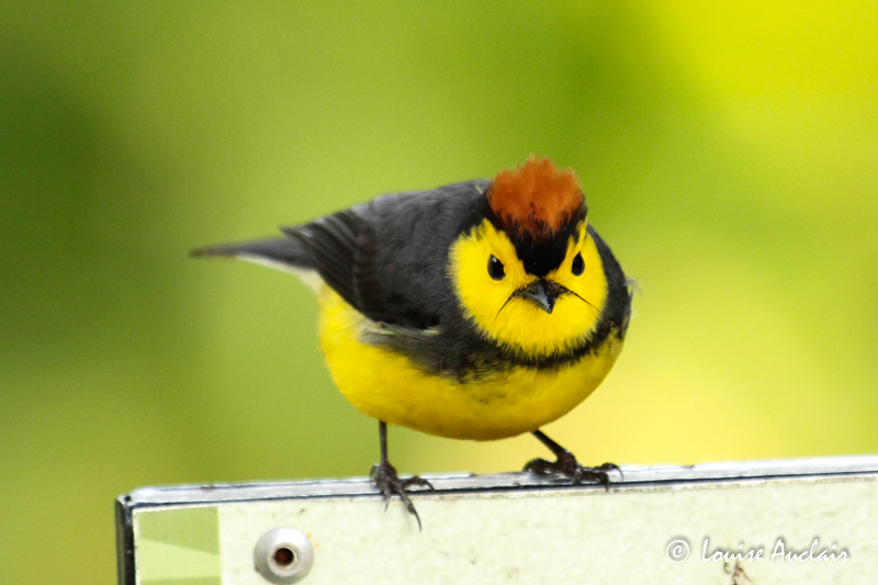 Paruline ceinture - Collared Redstart