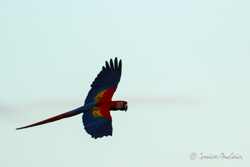 Ara rouge - Scarlet Macaw