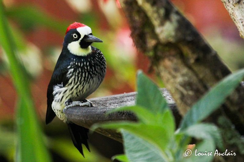 Pic glandivore - Acorn Woodpecker