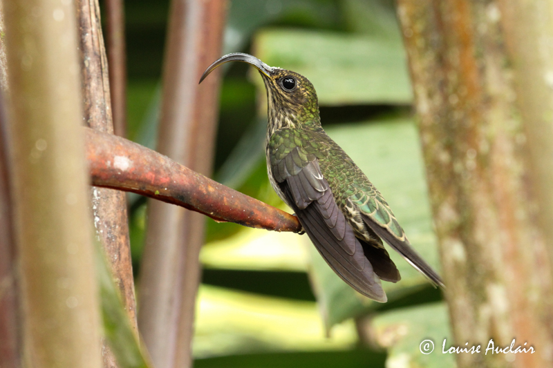 Bec-en-faucille aigle -  White-tipped Sicklebill, 