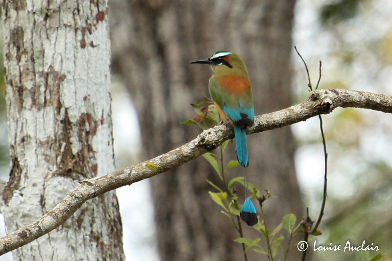 Motmot  sourcils bleus - Turquoise-browed Motmot
