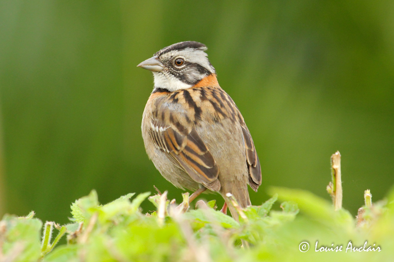 Bruant Chingolo Rufous-collared Sparrow