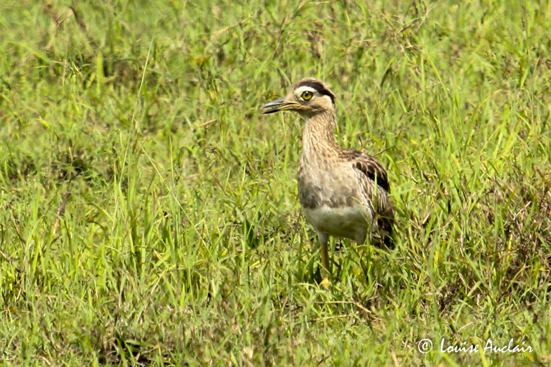 Oedicnme bistri - Double-striped Thick-knee