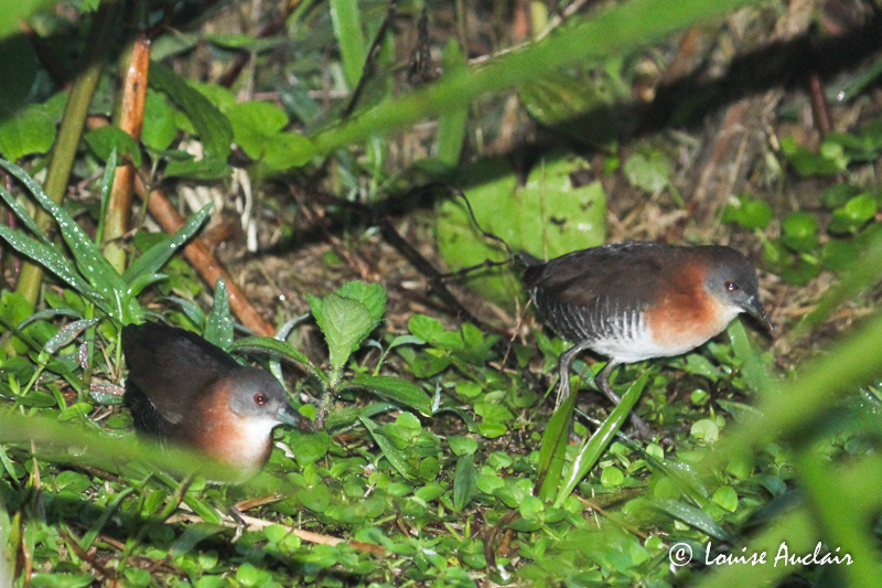 Rle  menton blanc - White-throated Crake