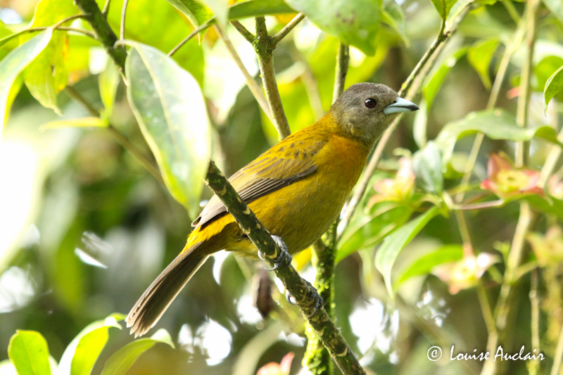 Tangara  croupion rouge femelle - Passerinis Tanager
