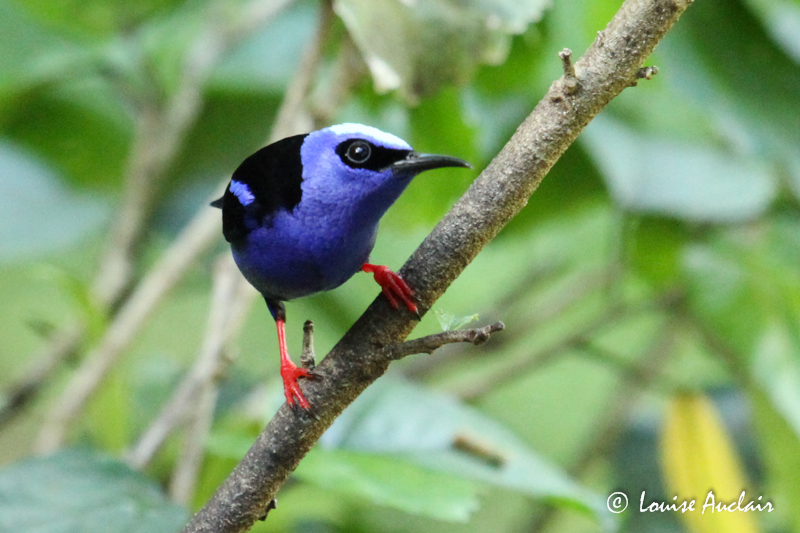 Guit-guit sai - Red-legged Honeycreeper
