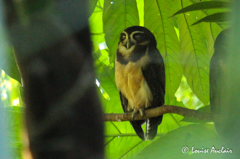 Chouette  lunettes - Spectacled Owl
