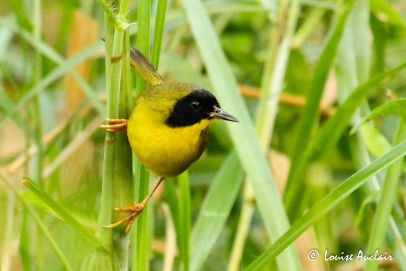 Paruline des bambous - Olive-crowned Yellowthroat