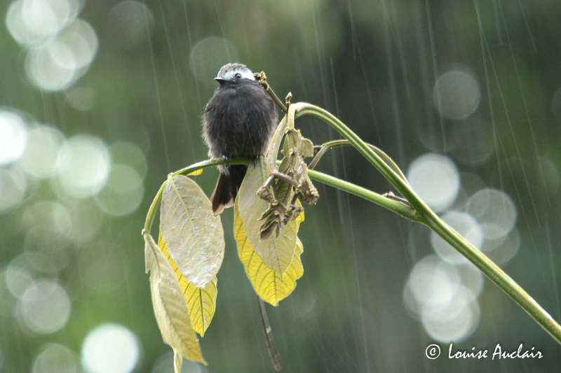 Moucherolle  longs brin - Long-tailed Tyrant