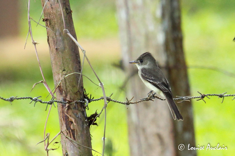 Moucherolle cendr -  Tropical Pewee