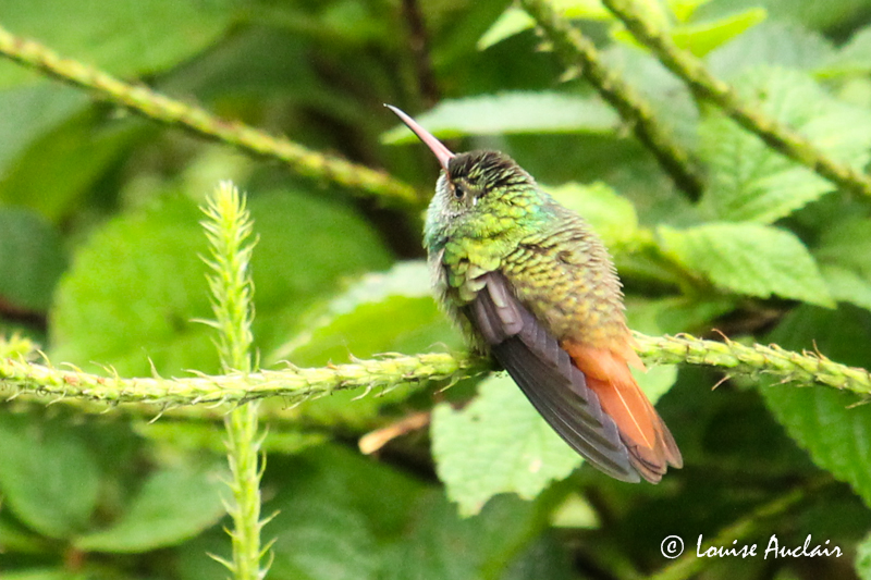 Ariane  ventre gris - Rufous-tailed Hummingbird
