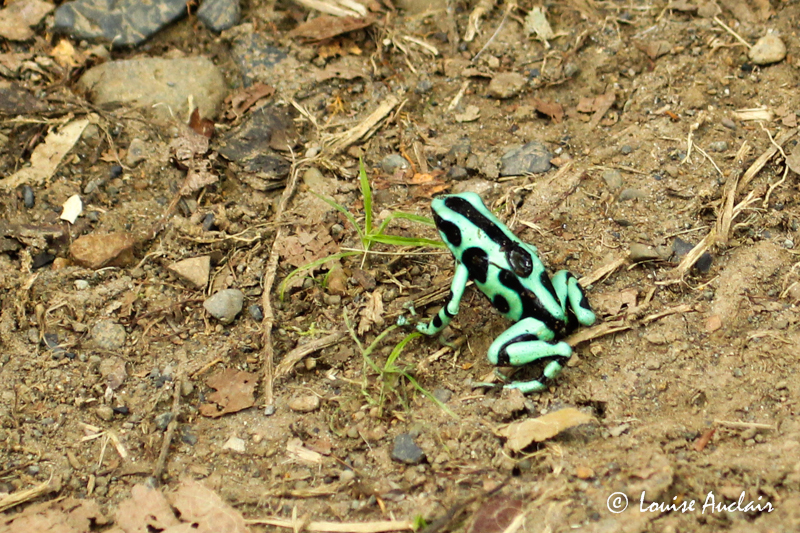 Grenouille verte et noire