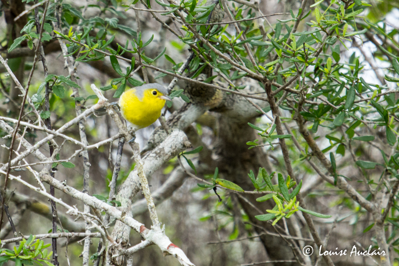 Paruline dOriente - Oriente Warbler