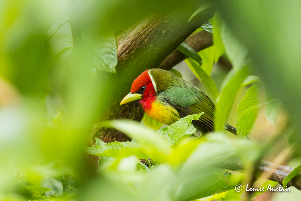 Cabzon  tte rouge - Red-headed Barbet