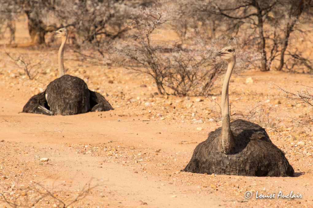 Autruche dAfrique - Common Ostrich