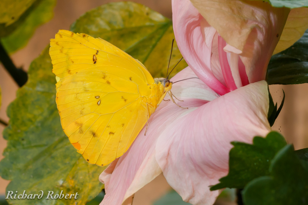 Papillons  15 mars 2014 IMG_4859.jpg