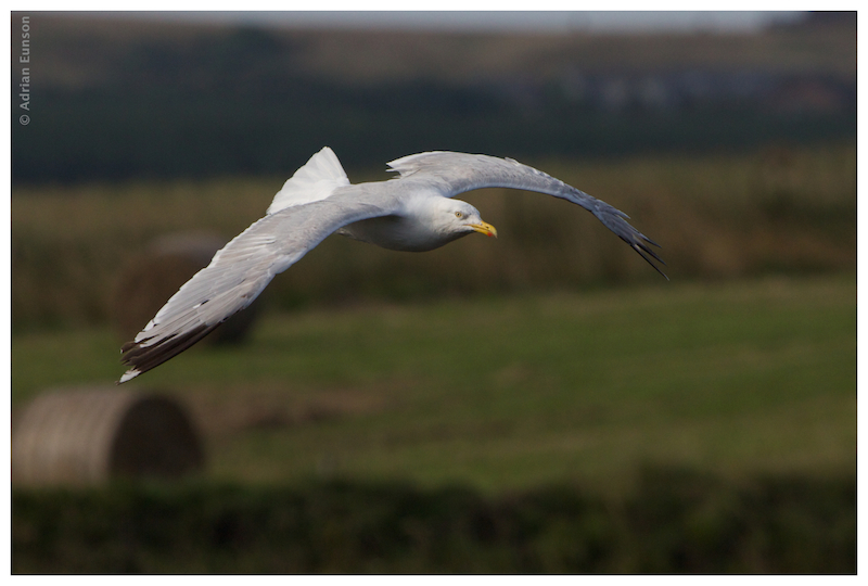 Herring Gull in Flight