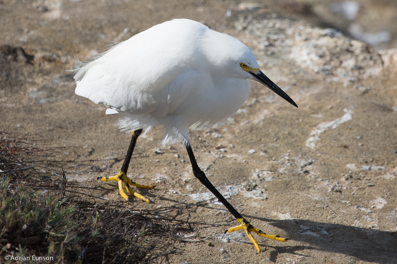 Snowy Egret