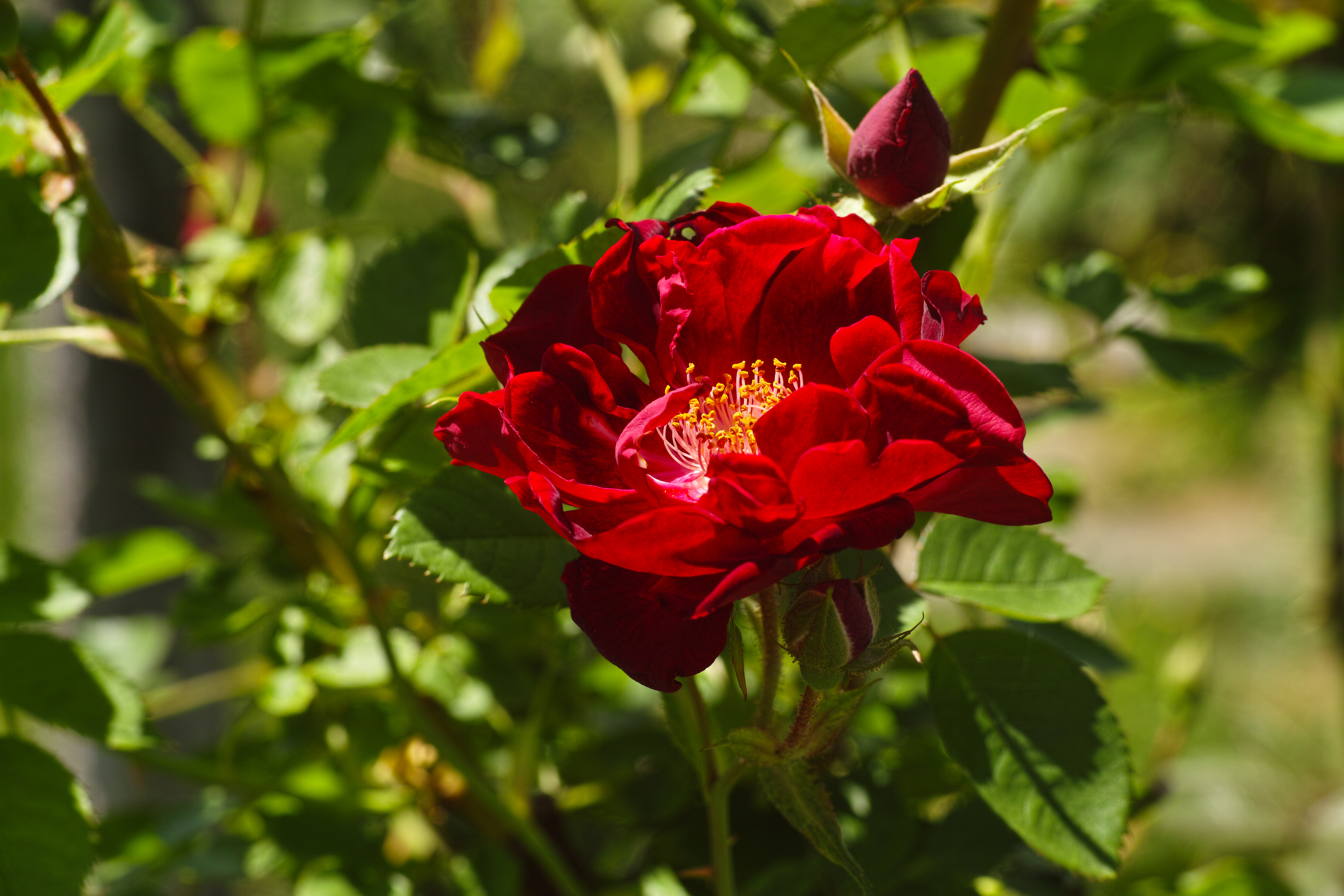 SDIM0383.jpg