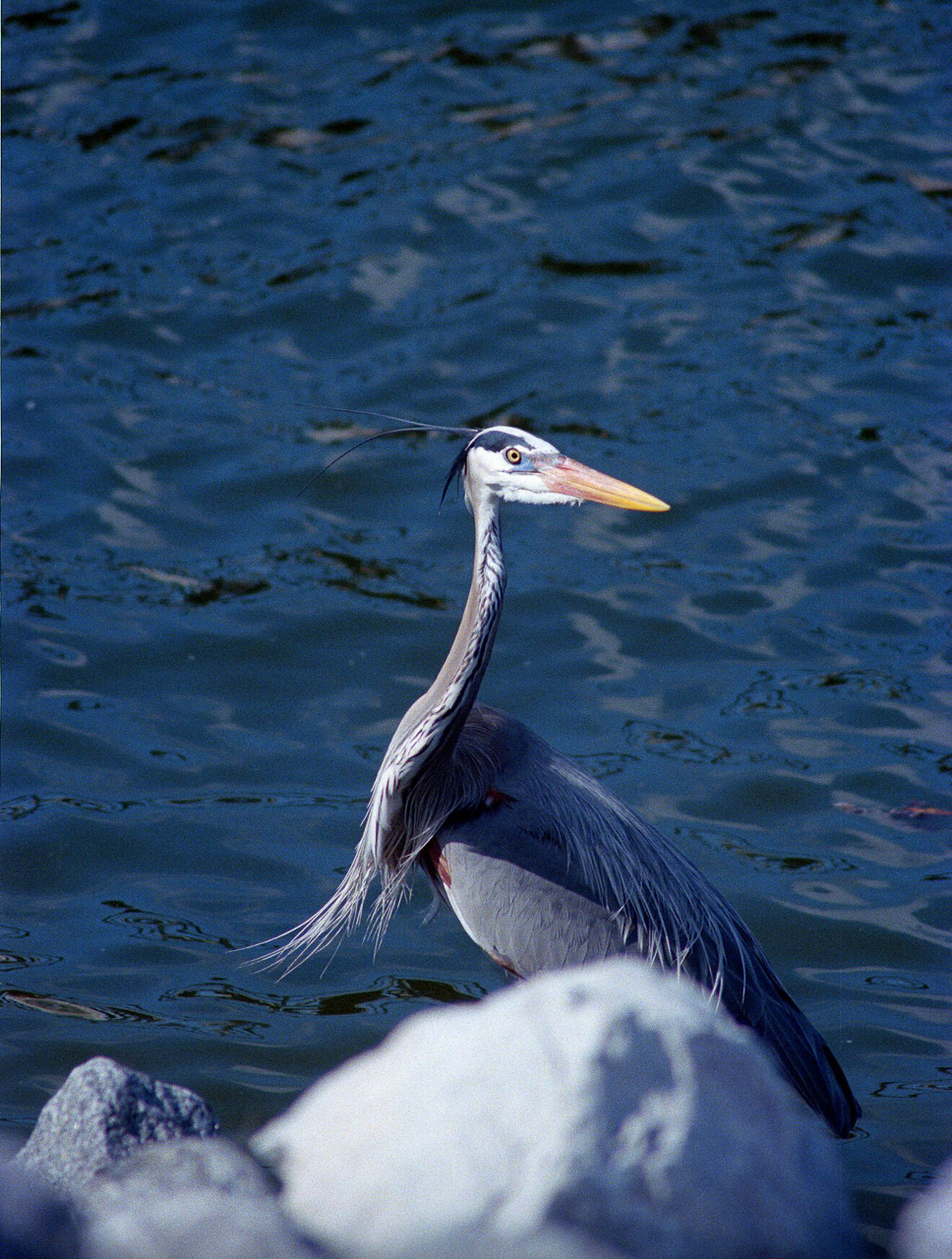 GBH