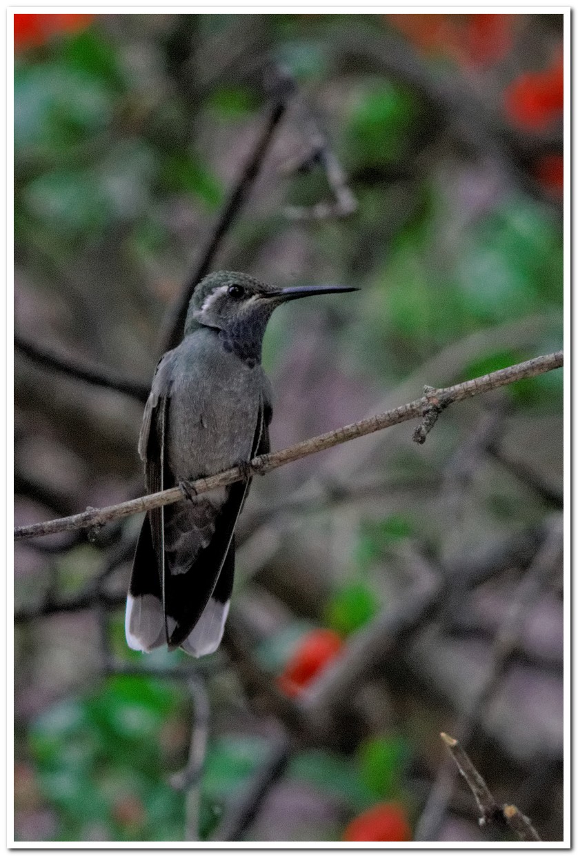 Hummingbird, Cave Creek Ranch 4