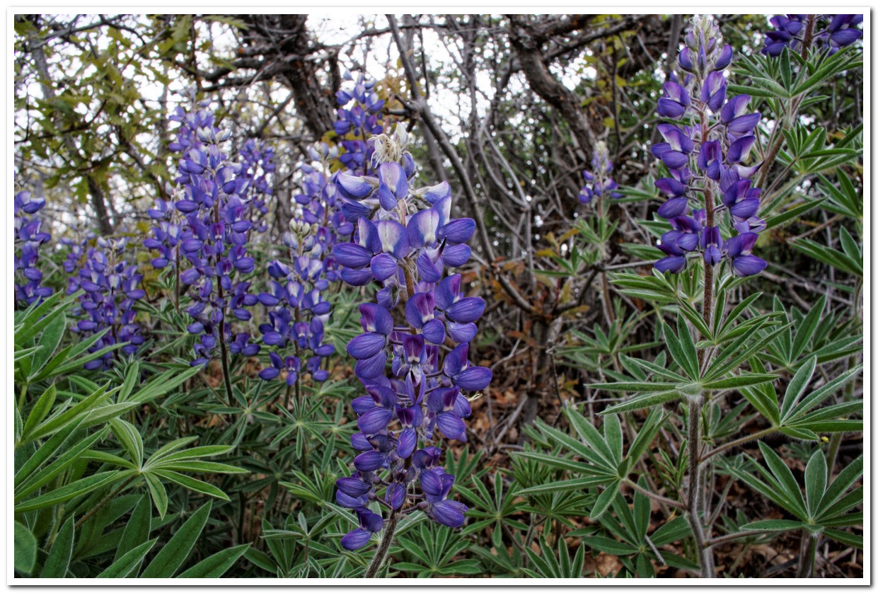 Lupine, Black Canyon of the Gunnison