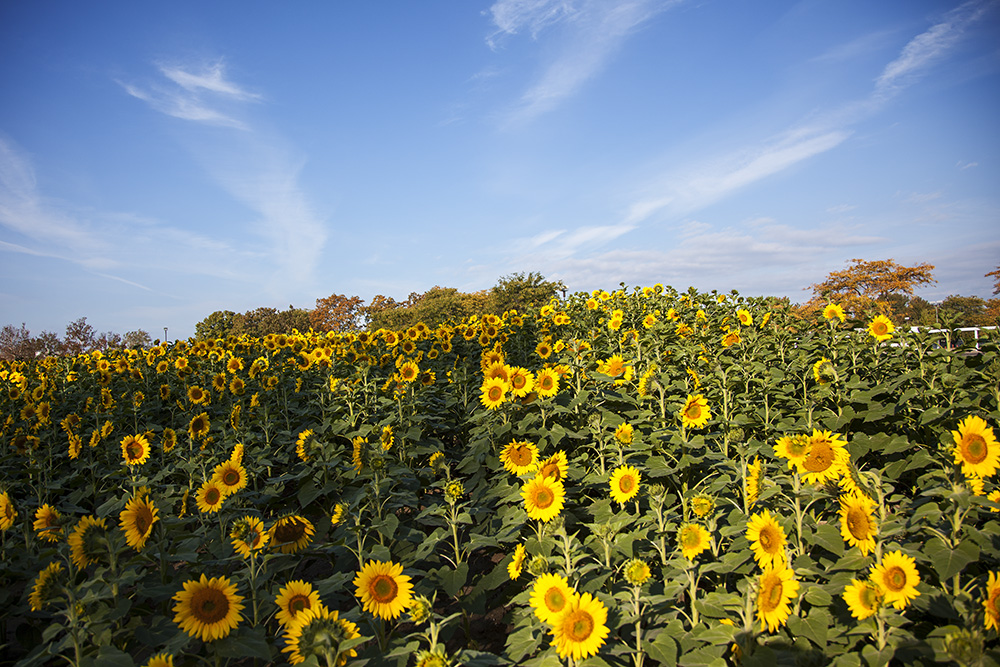 Sunflowers