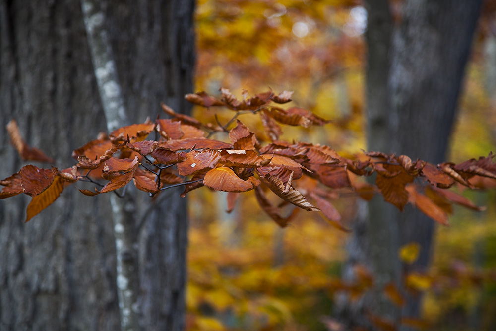 Michigan Fall