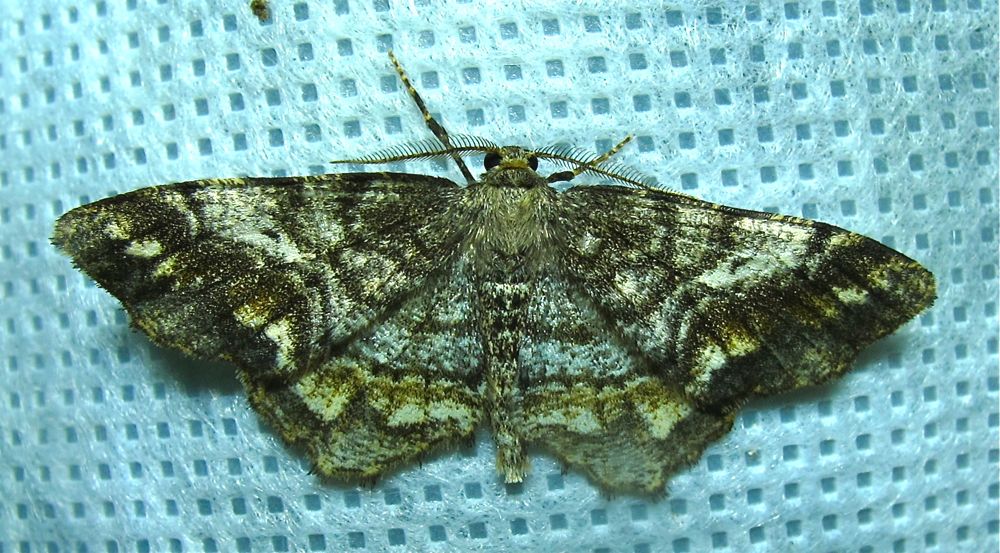 Hypagyrtis unipunctata  6654 - One-spotted Variant Moth