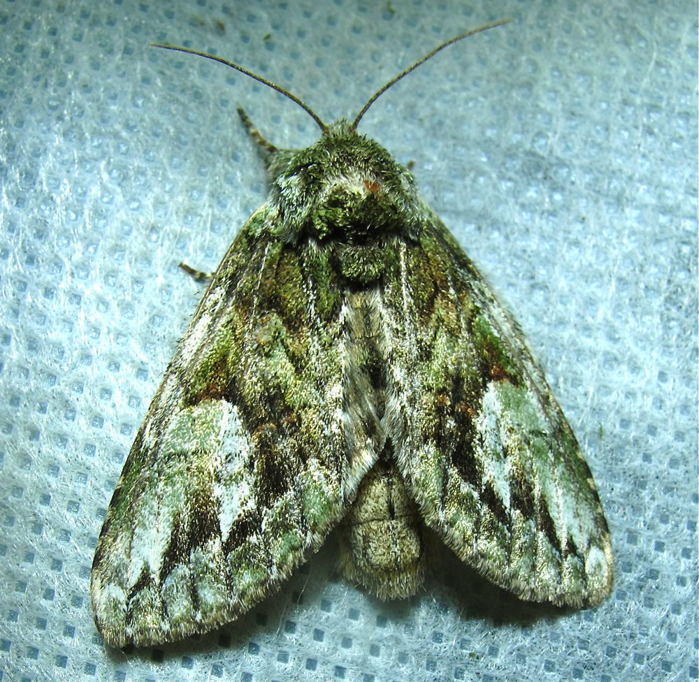 moth-05-07-2013-3.jpg