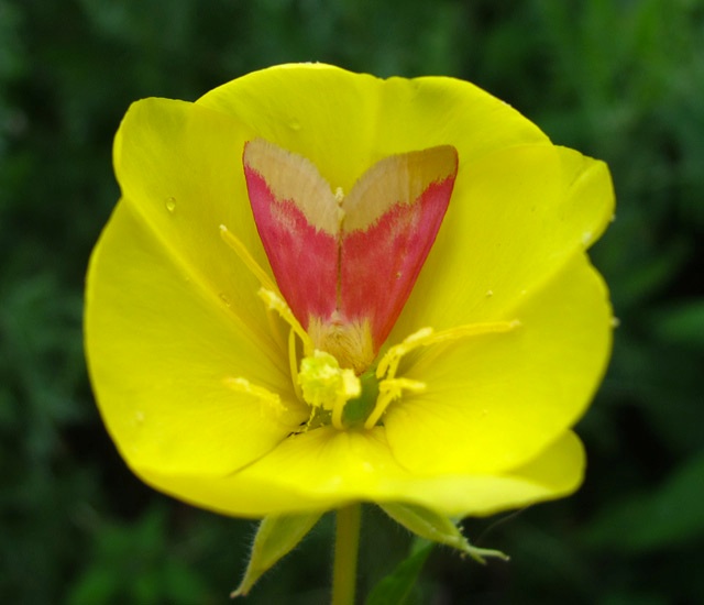 Schinia florida - 11164 - Evening Primrose Moth 