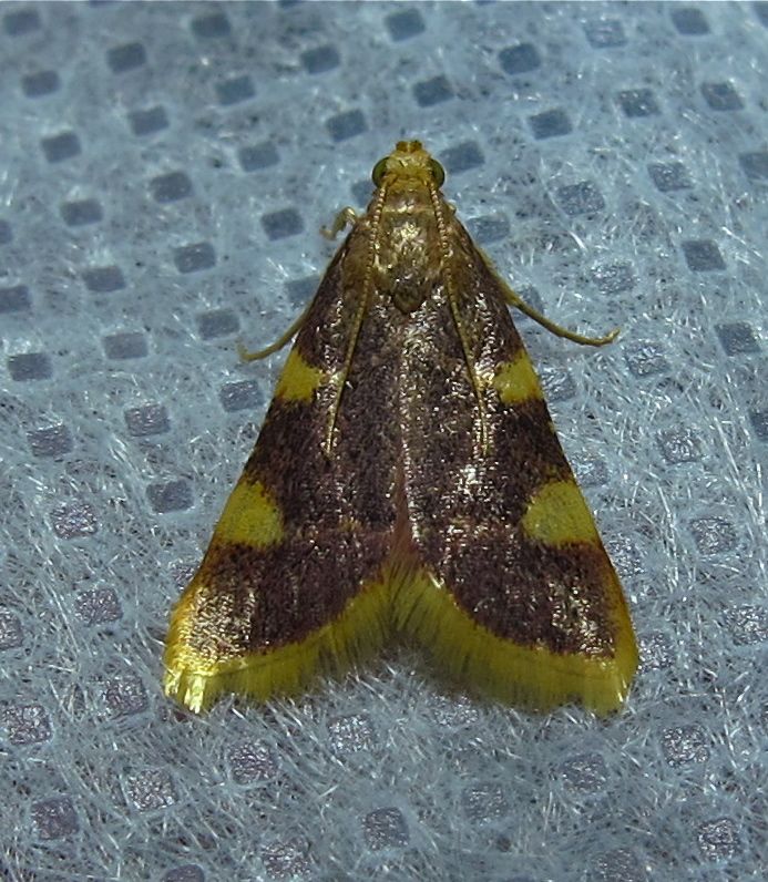 Hypsopygia costalis - 5524  Clover Hayworm Moth