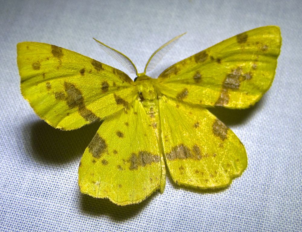 Xanthotype sp - 6740 or 6743