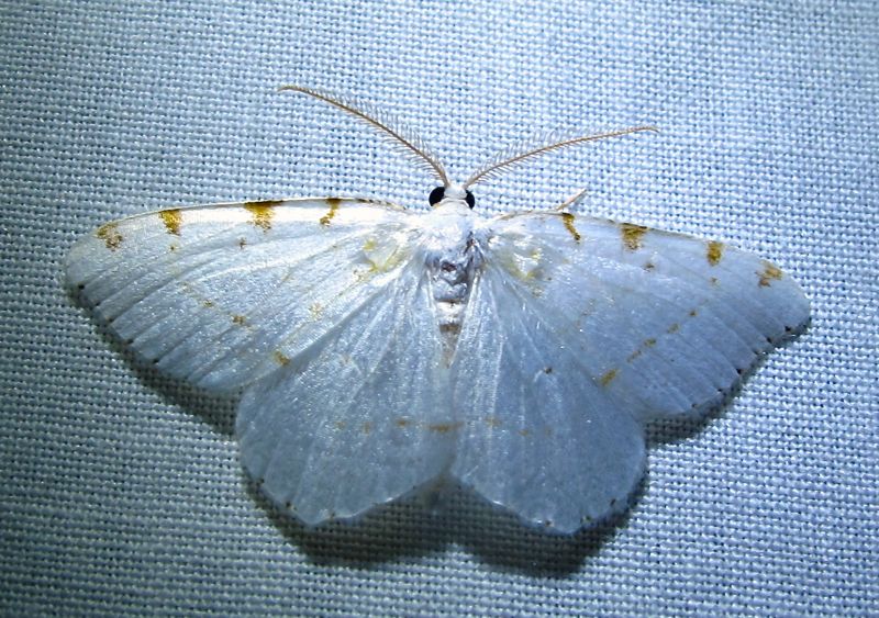 Speranza pustularia-6273 - Lesser Maple Spanworm Moth