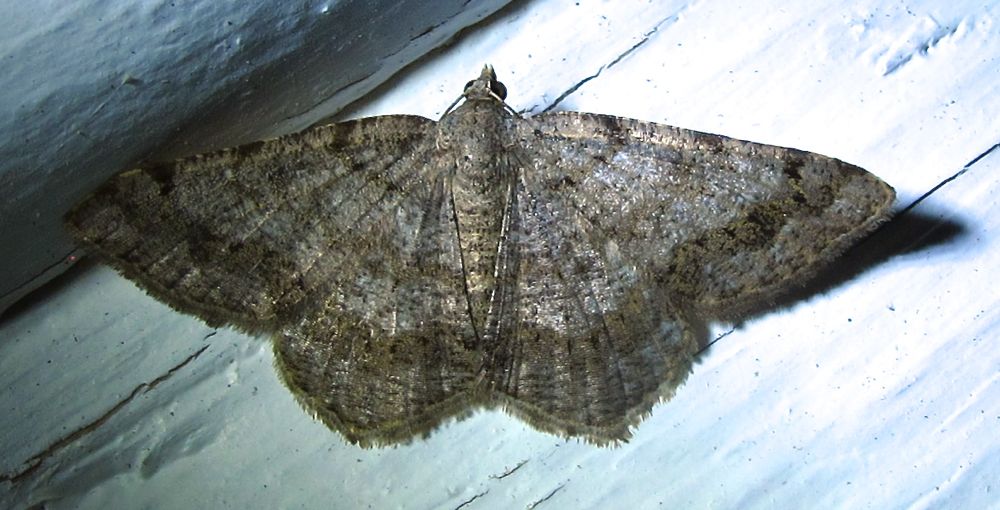 Digrammia ocellinata  6386 - Faint-spotted Angle Moth