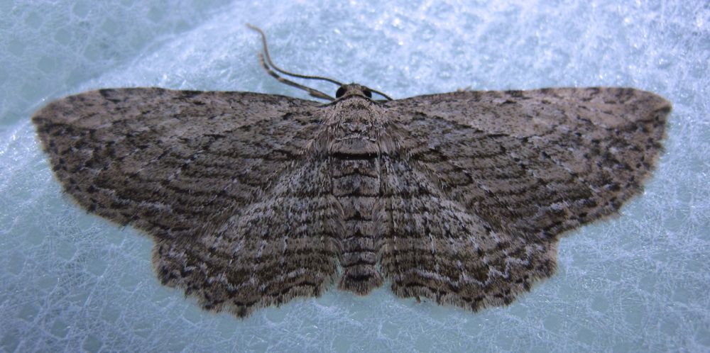 Horisme intestinata - 7445 - Brown Bark Carpet Moth