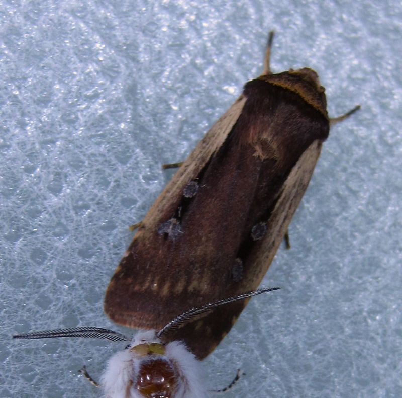 Ochropleura implecta - 10891 - Flame-shouldered Dart