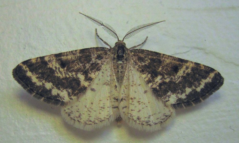 Eufidonia discospilata - 6639 - Sharp-lined Powder Moth