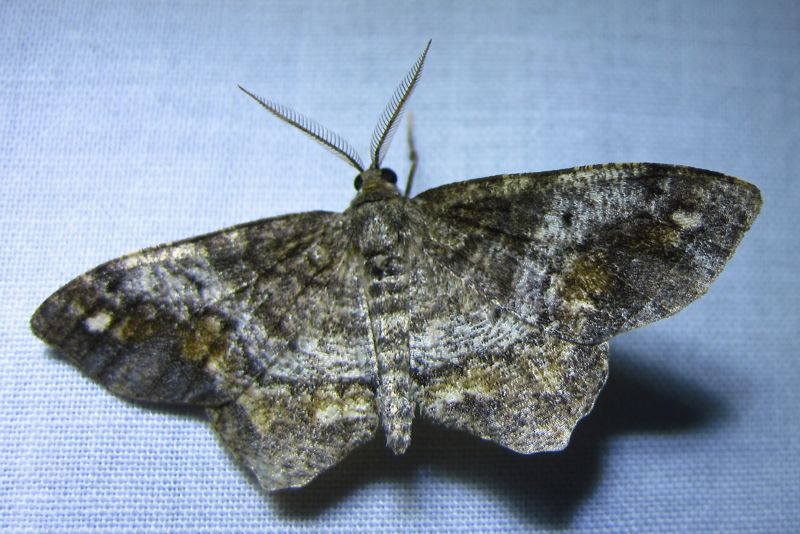 Hypagyrtis unipunctata - 6654 - One-spotted Variant