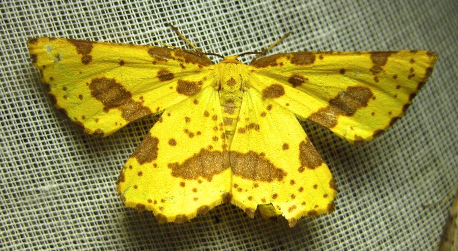 Xanthotype species