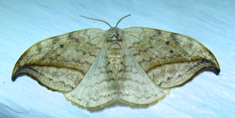 Drepana arcuata - 6251 - Arched Hooktip Moth