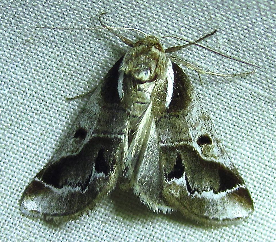 Doubledays Baileya Moth - 8969 - Baileya doubledayi