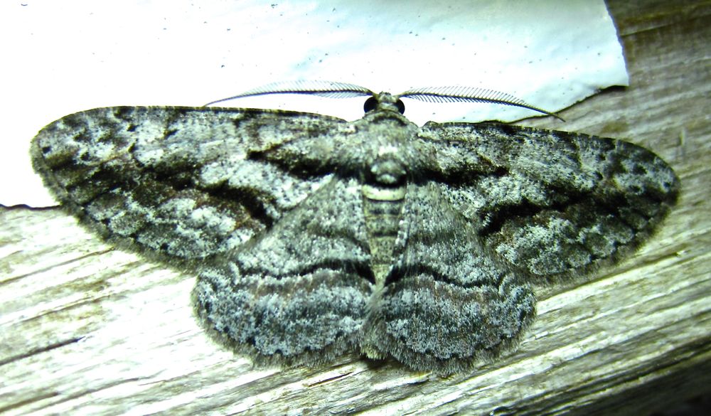 Anavitrinella pampinaria - 6590 - Common Gray
