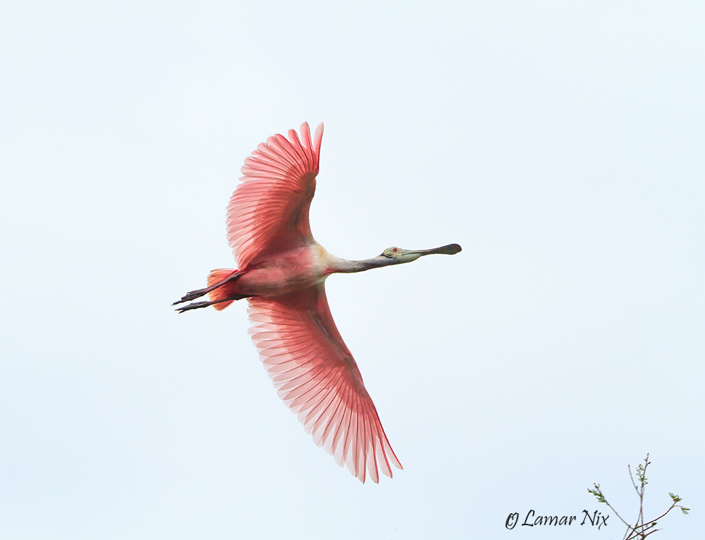 Banking Spoonbill