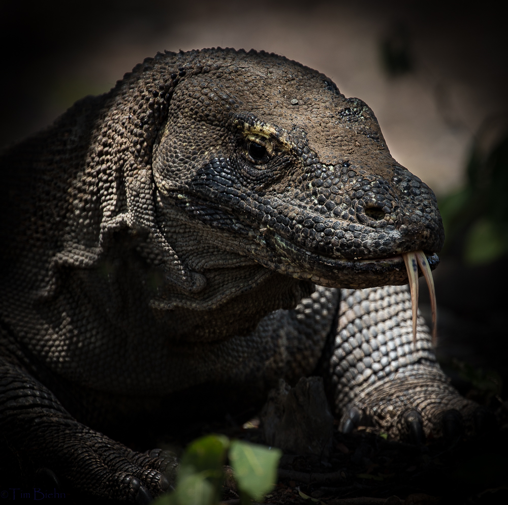 Komodo Dragon