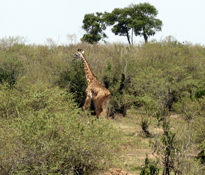IMG_9770.jpg