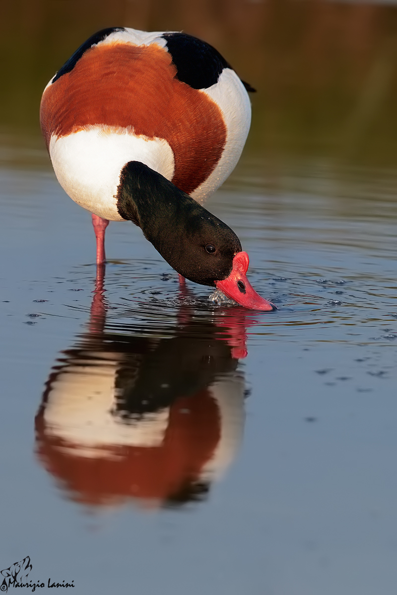 Volpoca , Shelduck