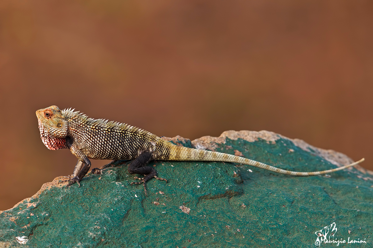 Lucertola dei giardini orientale , Oriental garden lizard