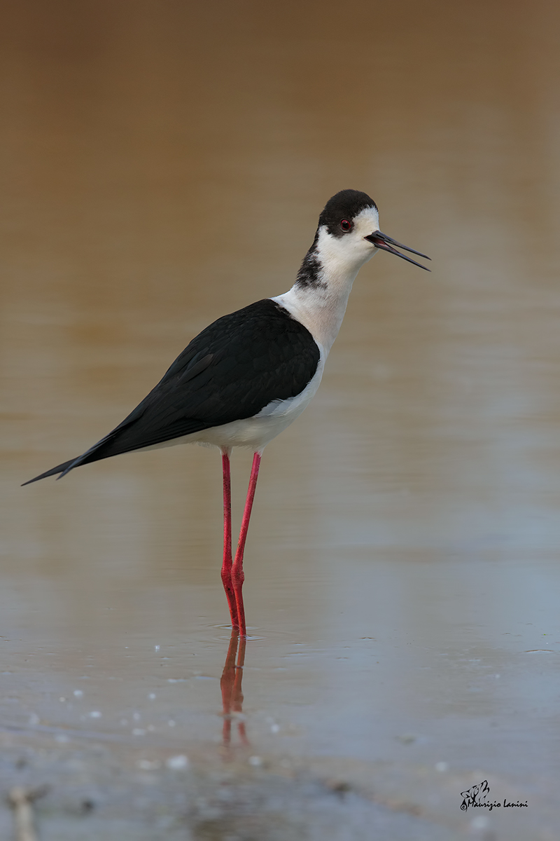 Cavliere ditalia , Black-winged stilt 