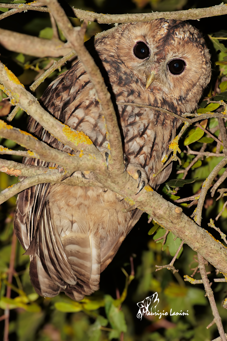 Allocco , Tawny owl
